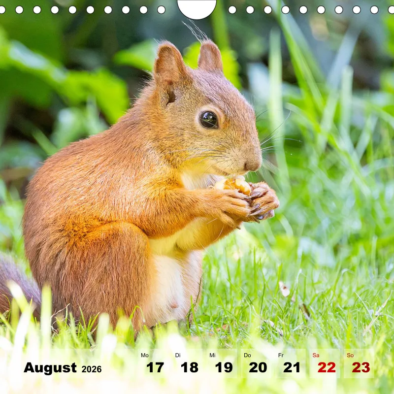 Eichhörnchen 2026