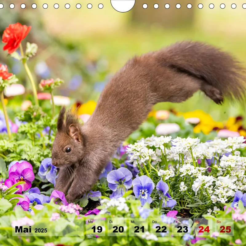 Eichhörnchen 2025