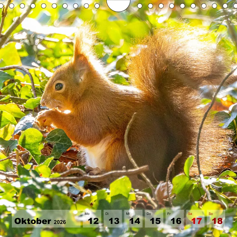 Eichhörnchen 2026