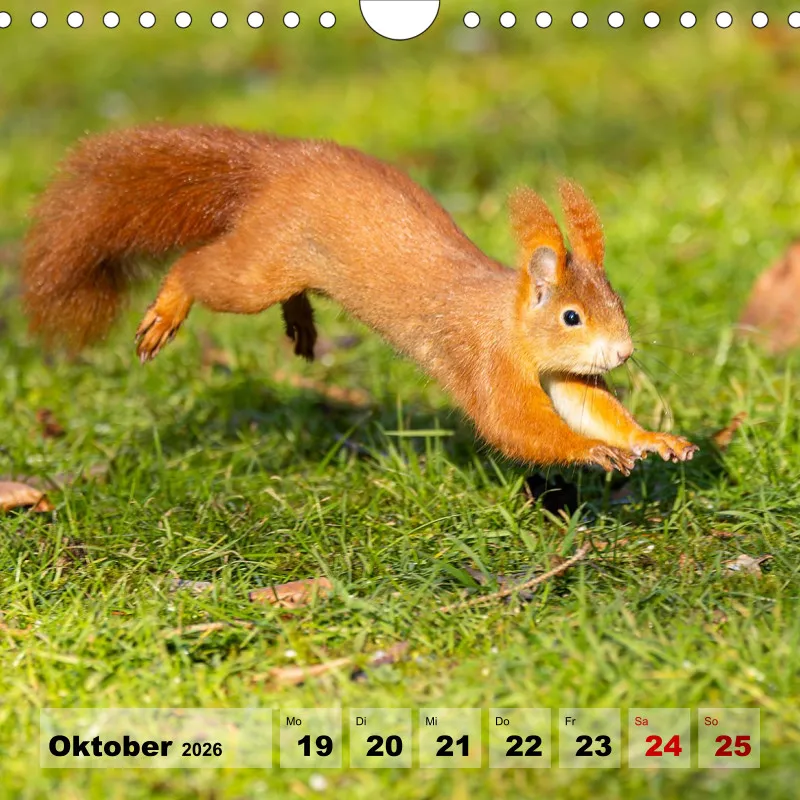 Eichhörnchen 2026