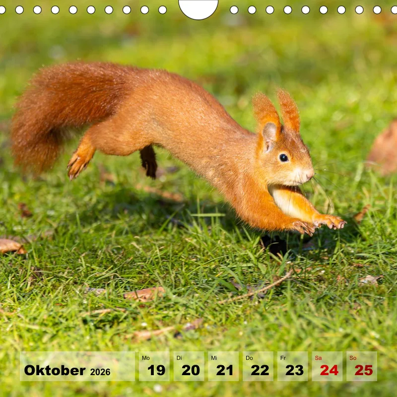 Eichhörnchen 2026