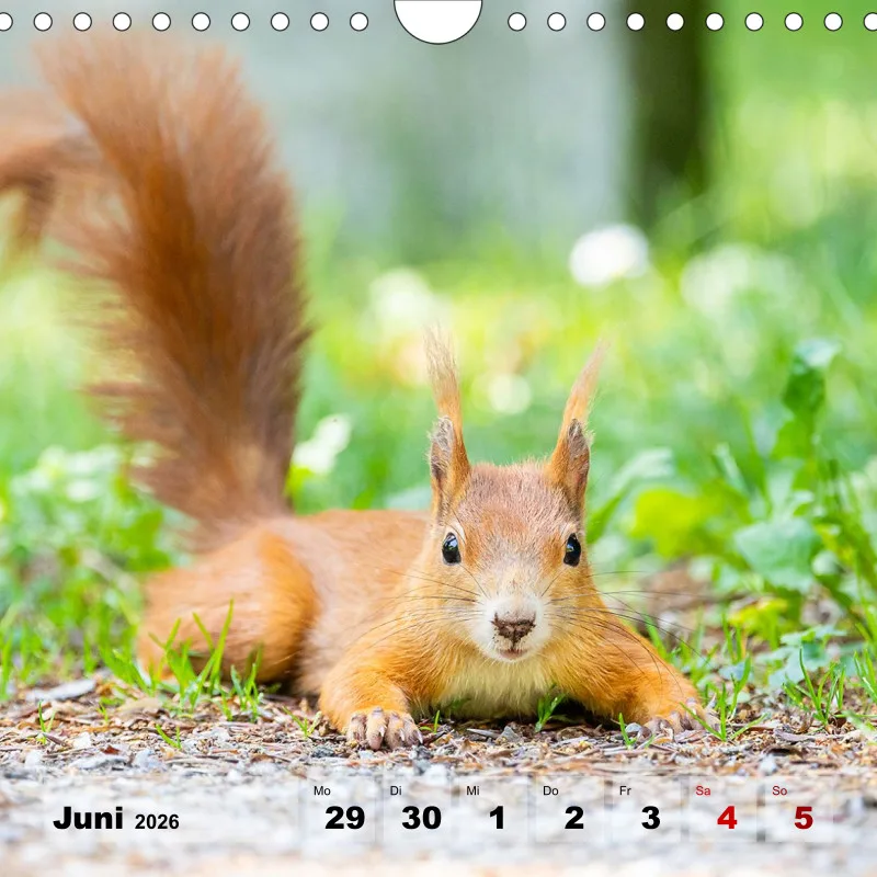 Eichhörnchen 2026
