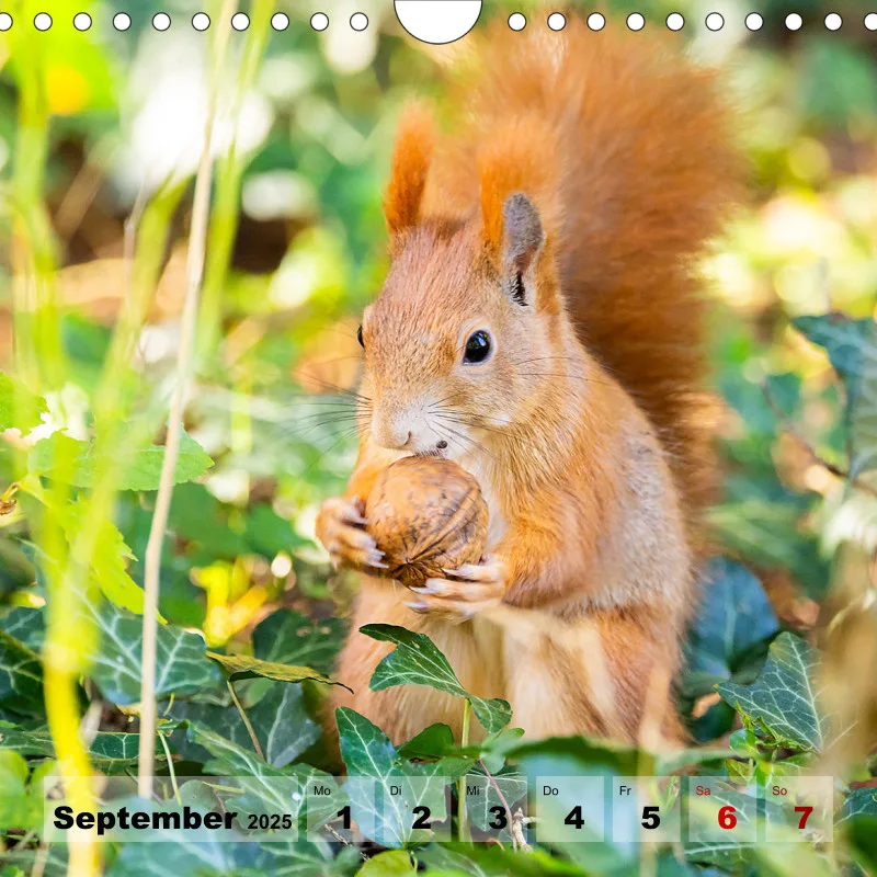 Eichhörnchen 2025
