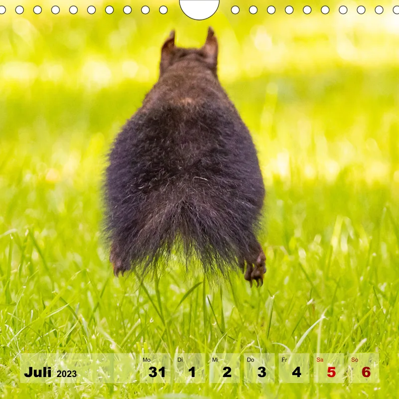 Eichhörnchen 2023