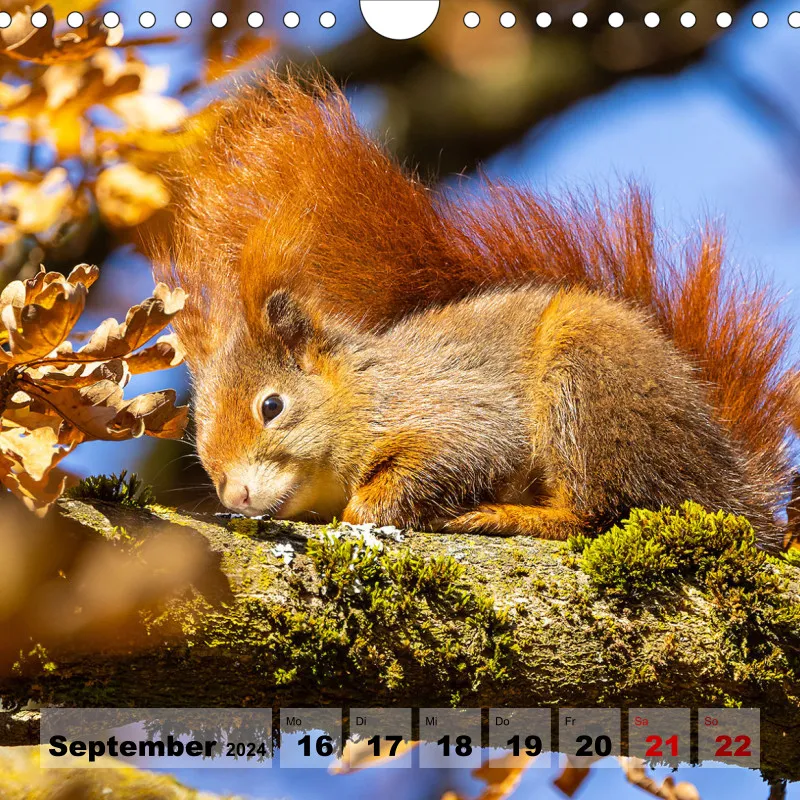 Eichhörnchen 2024