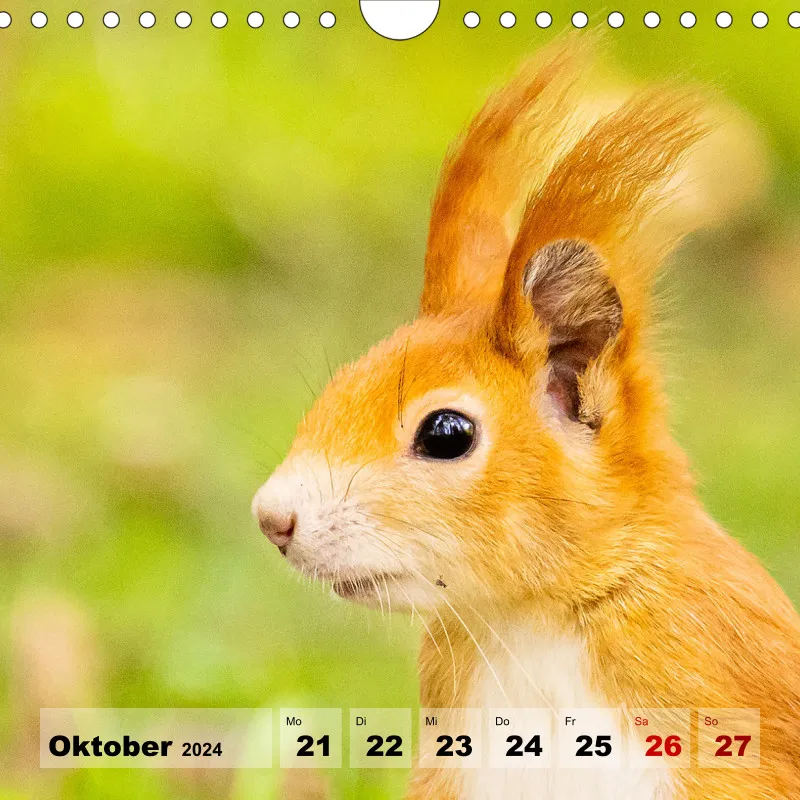Eichhörnchen 2024