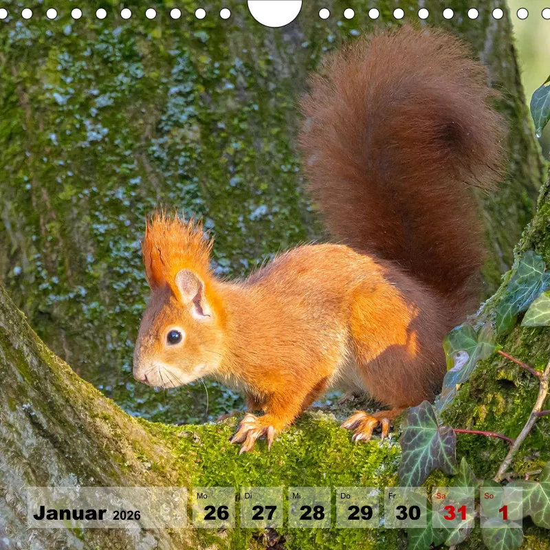 Eichhörnchen 2026