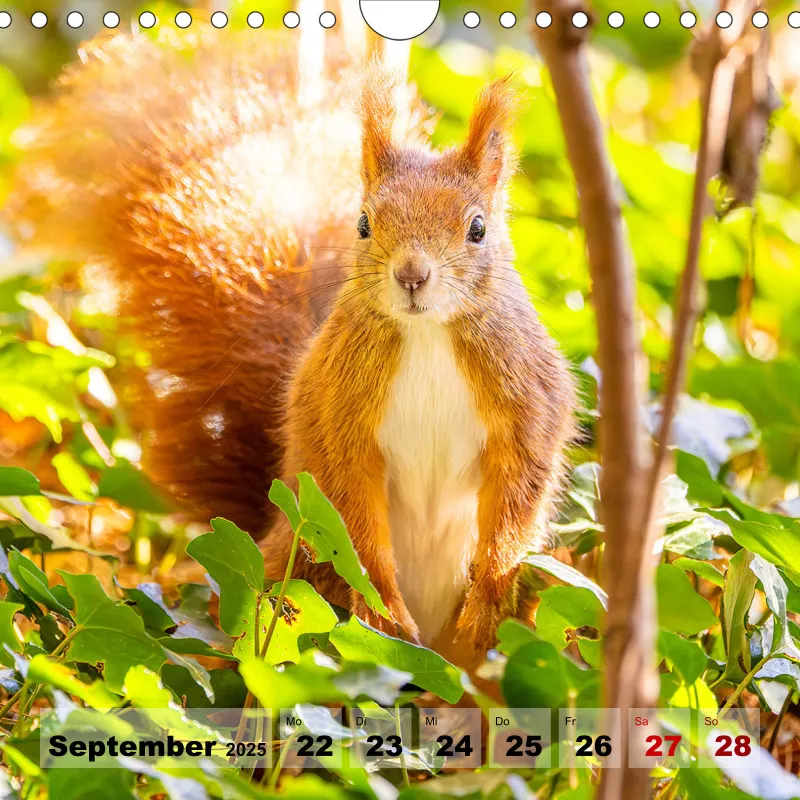 Eichhörnchen 2025