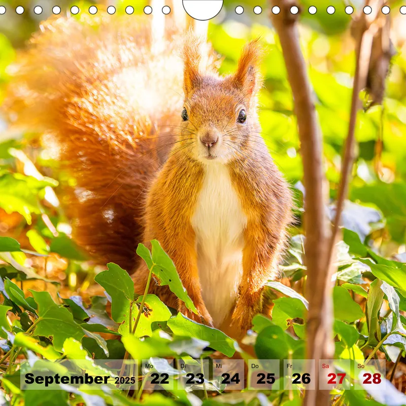 Eichhörnchen 2025