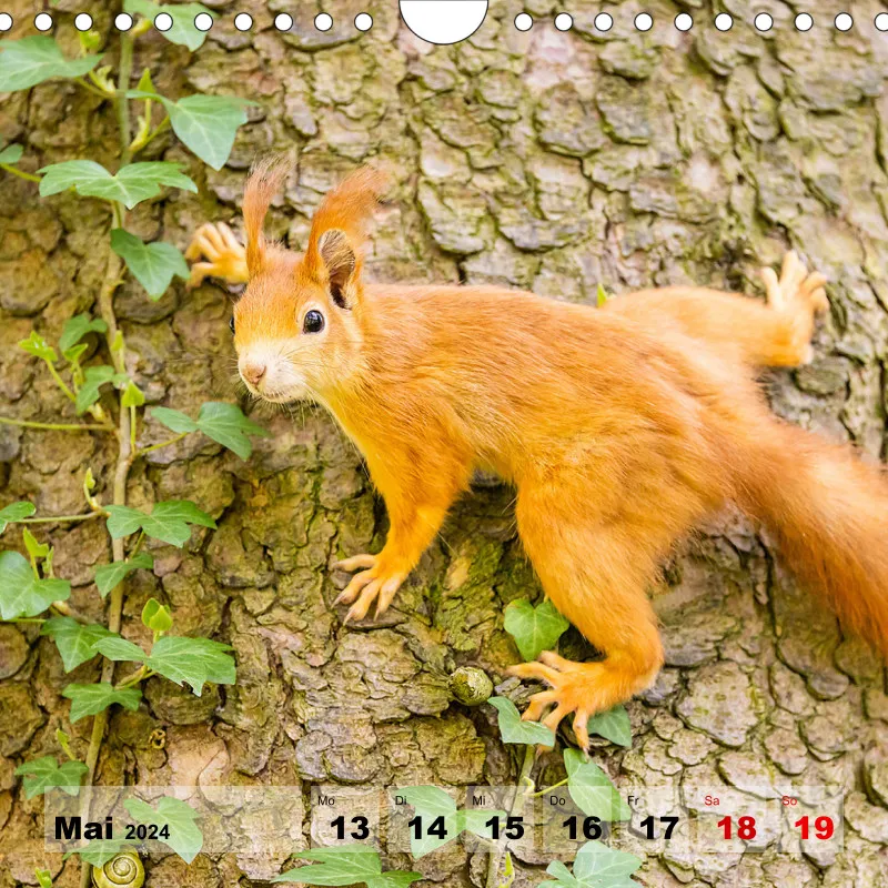 Eichhörnchen 2024