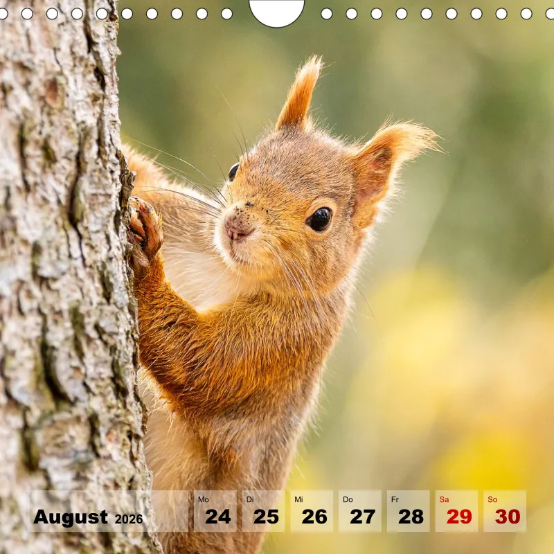 Eichhörnchen 2026