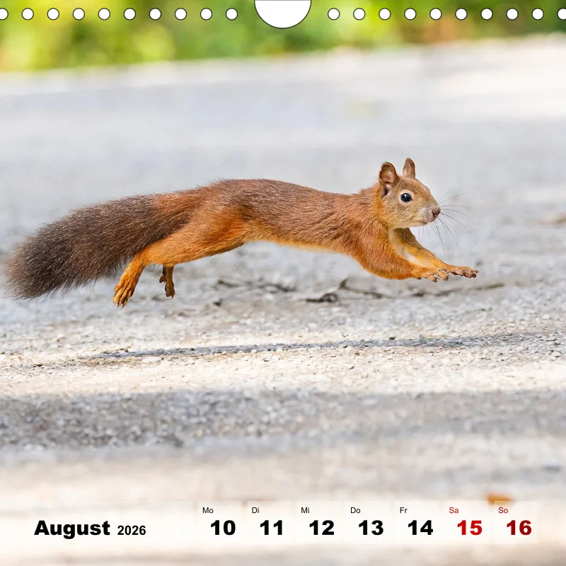 Eichhörnchen 2026