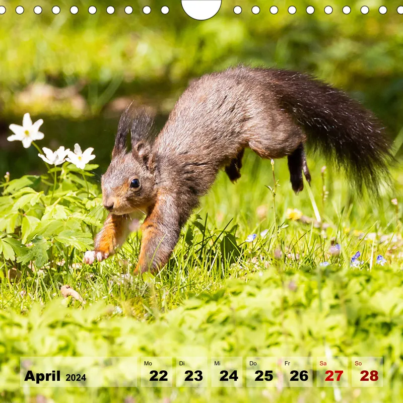 Eichhörnchen 2024