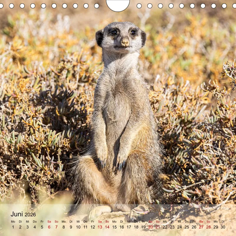Erdmännchen 2026