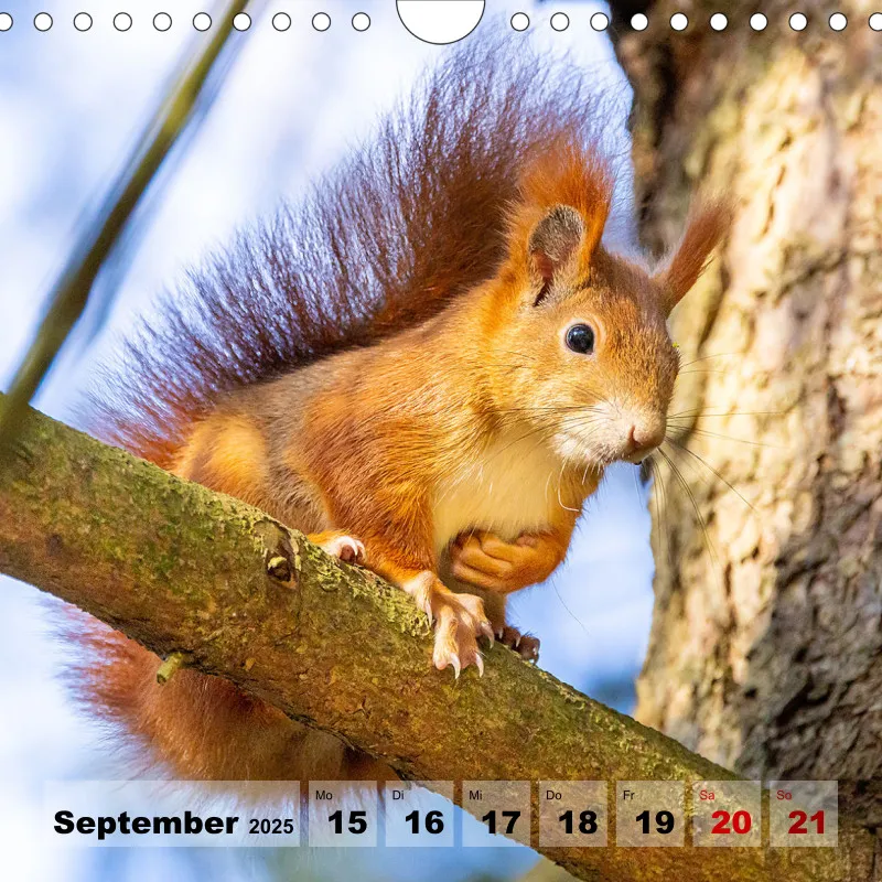 Eichhörnchen 2025