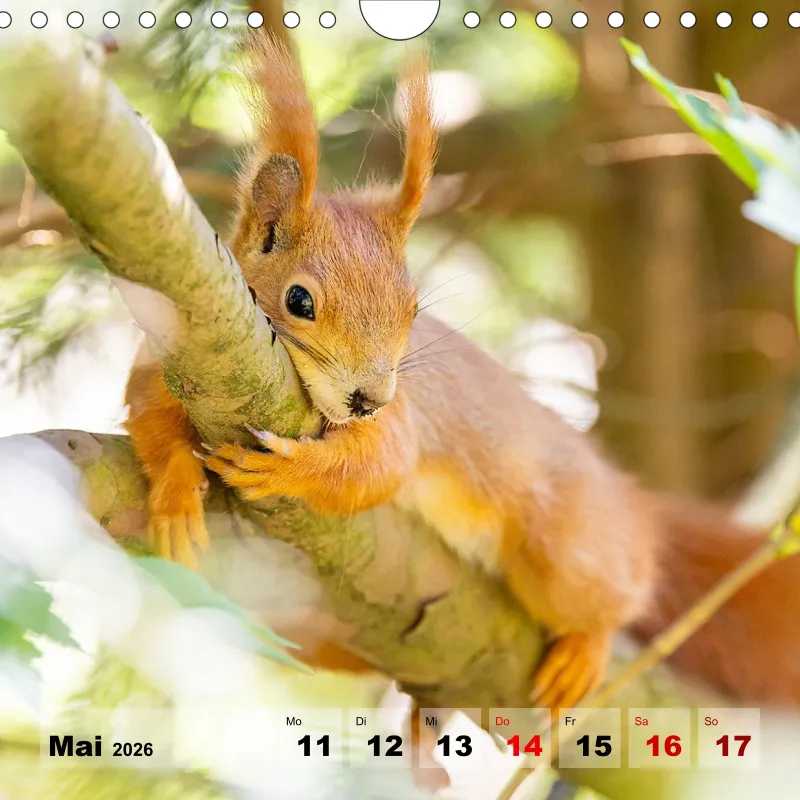 Eichhörnchen 2026