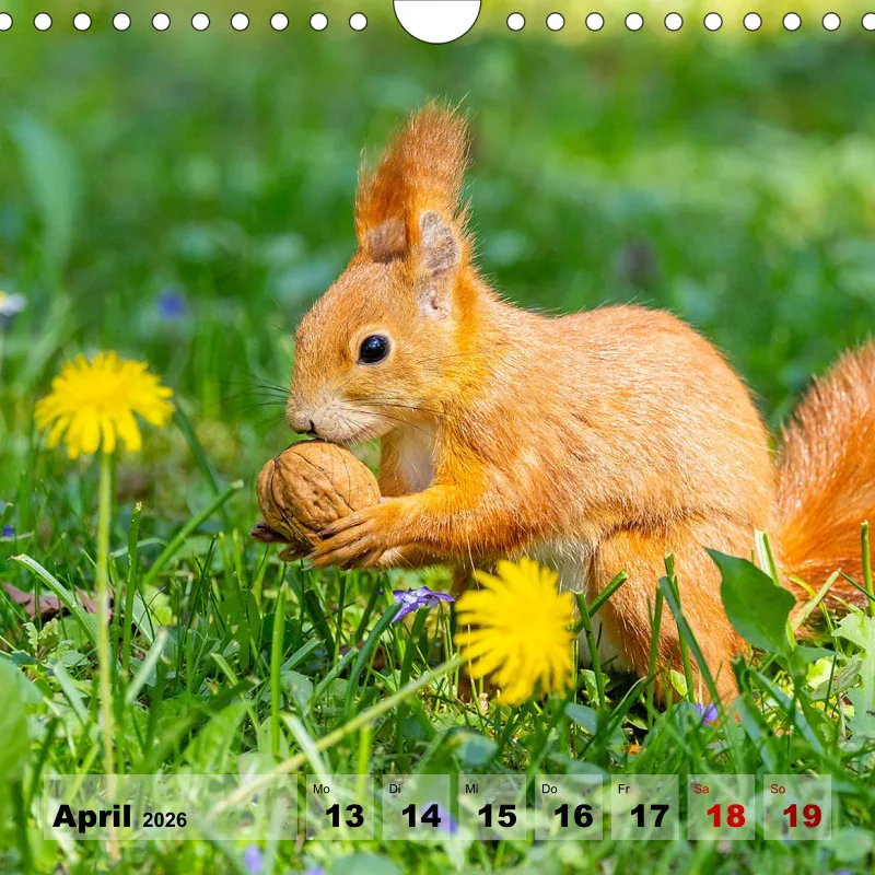 Eichhörnchen 2026