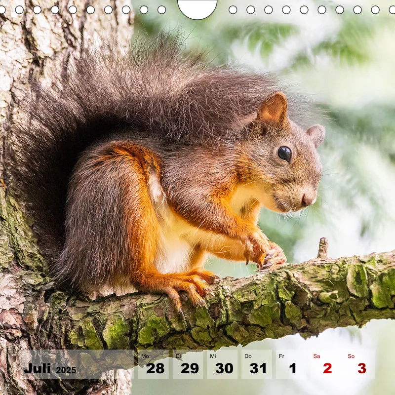 Eichhörnchen 2025