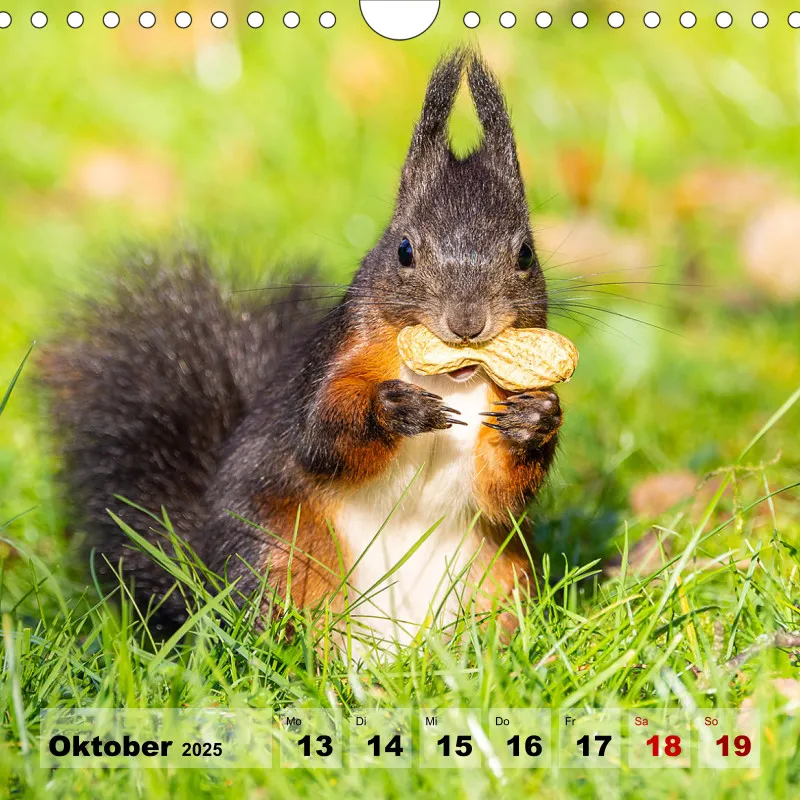 Eichhörnchen 2025