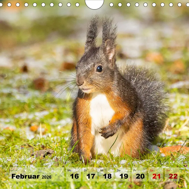 Eichhörnchen 2026