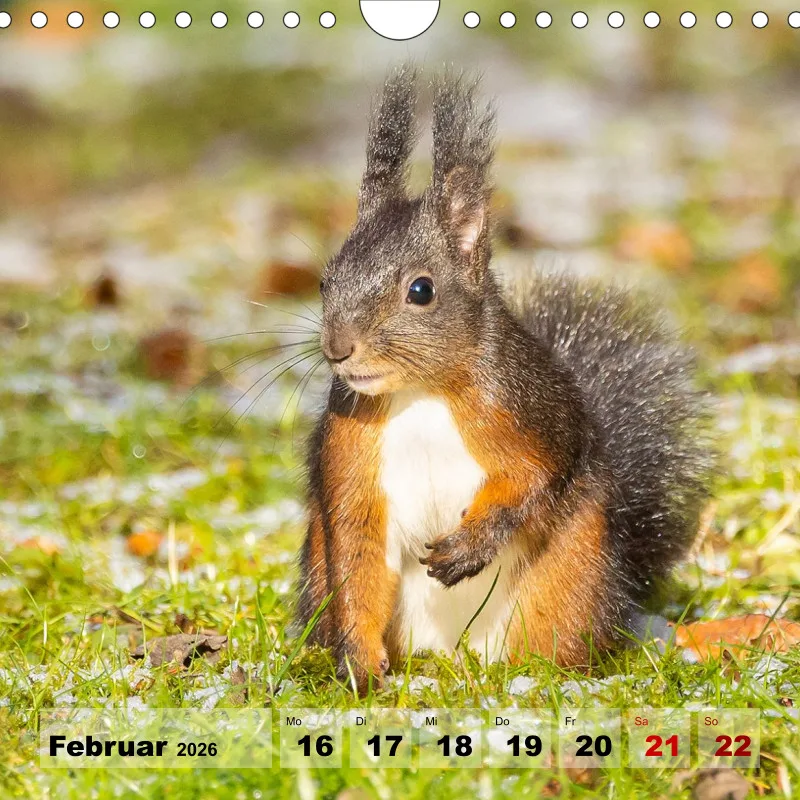 Eichhörnchen 2026