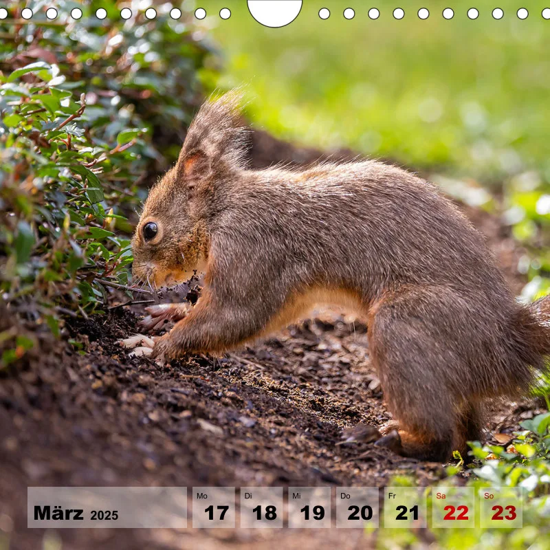 Eichhörnchen 2025