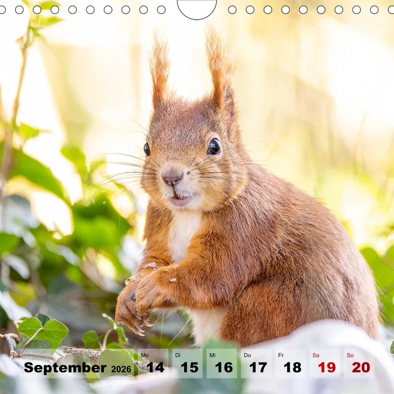 Eichhörnchen 2026