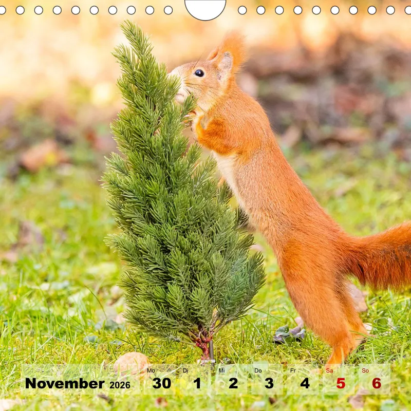 Eichhörnchen 2026