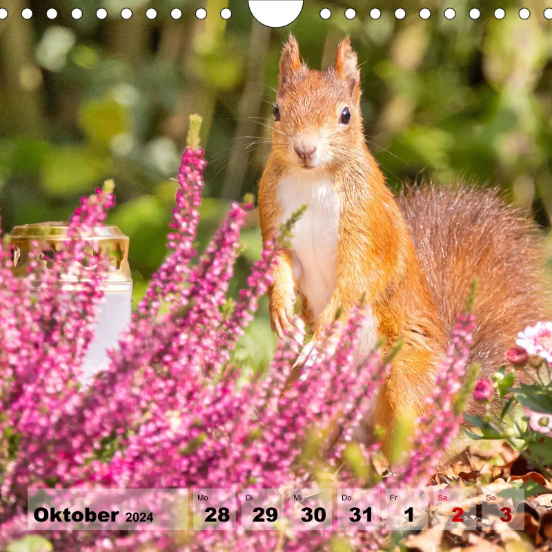 Eichhörnchen 2024