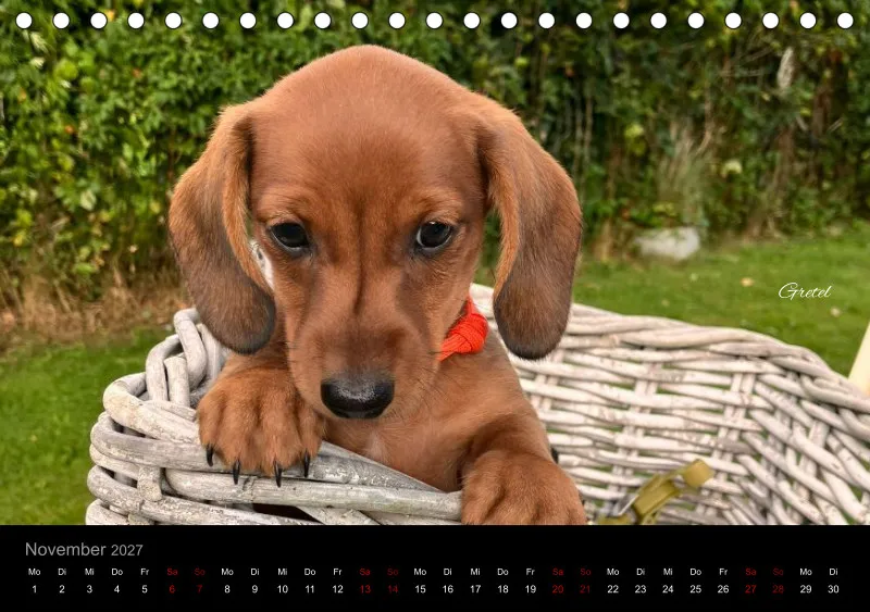 Bunte Zwergdackel 2027 Tischkalender