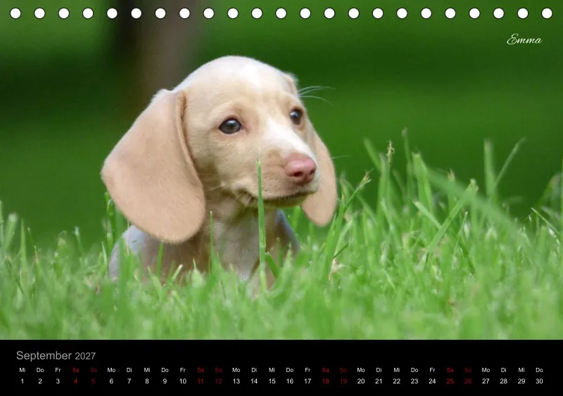 Bunte Zwergdackel 2027 Tischkalender