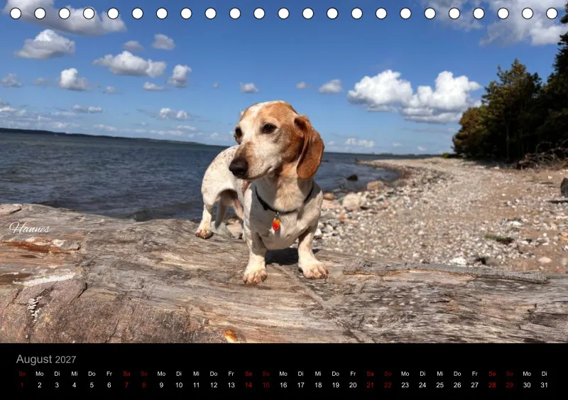 Bunte Zwergdackel 2027 Tischkalender