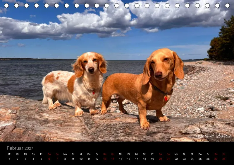 Bunte Zwergdackel 2027 Tischkalender