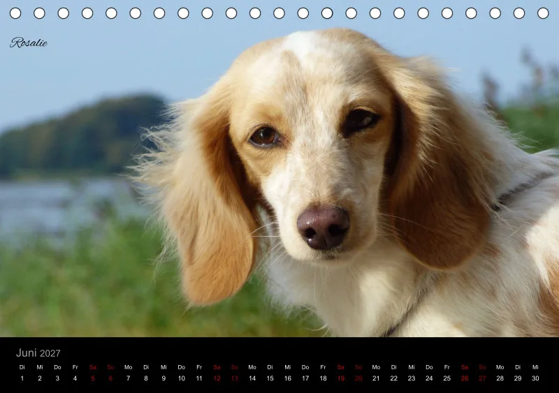 Bunte Zwergdackel 2027 Tischkalender