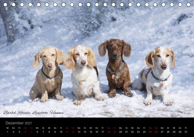 Bunte Zwergdackel 2027 Tischkalender