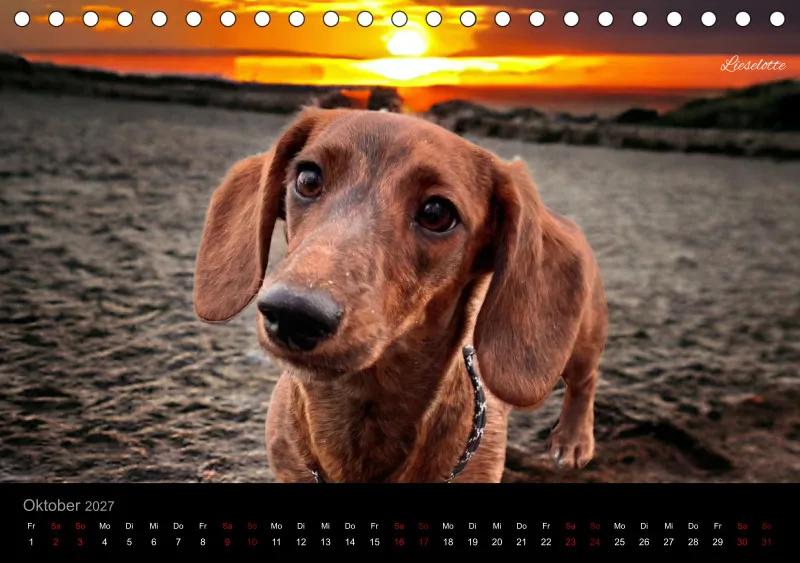 Bunte Zwergdackel 2027 Tischkalender