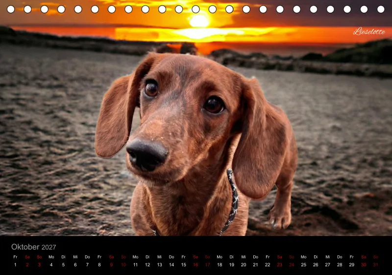 Bunte Zwergdackel 2027 Tischkalender