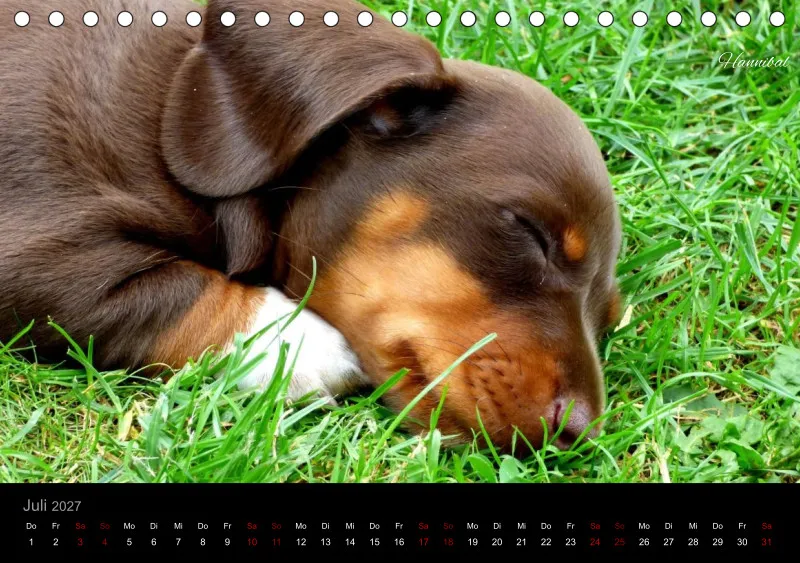 Bunte Zwergdackel 2027 Tischkalender
