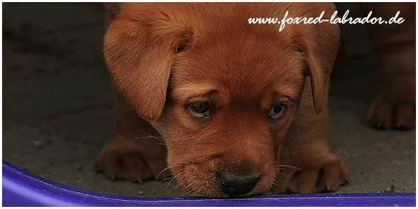 foxredlabrador