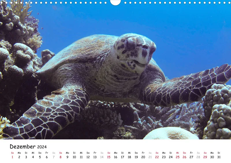 Makadi Bay 2024 Kalender