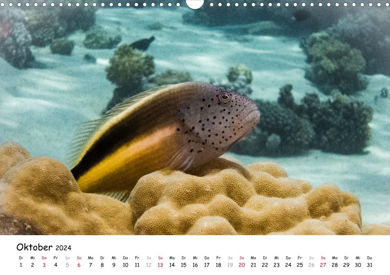 Makadi Bay 2024 Kalender