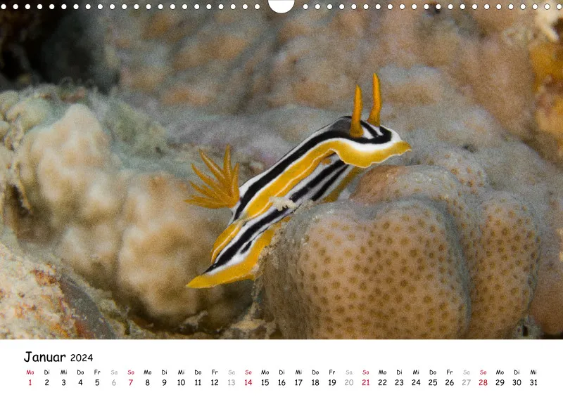 Makadi Bay 2024 Kalender