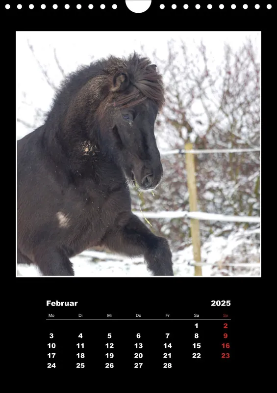 Islandpferde