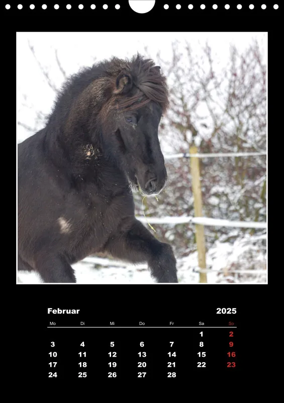 Islandpferde