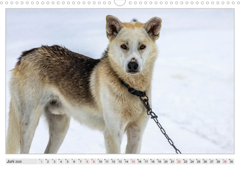 Huskies - Unterwegs mit dem Hundeschlitten.