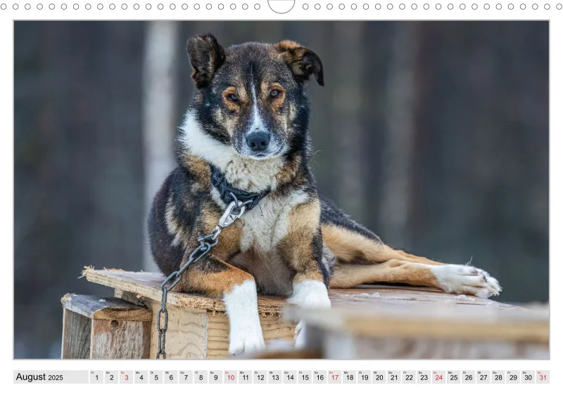 Huskies - Unterwegs mit dem Hundeschlitten.