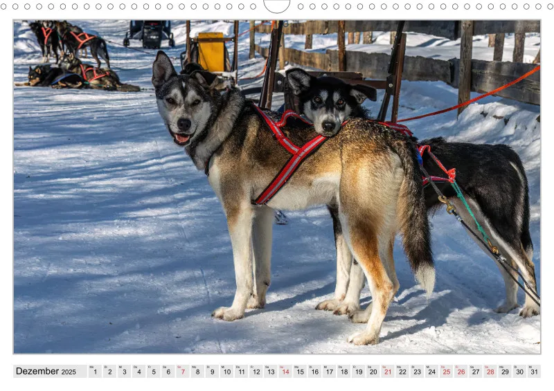 Huskies - Unterwegs mit dem Hundeschlitten.