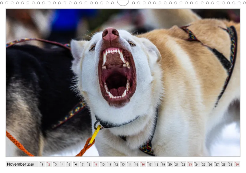 Huskies - Unterwegs mit dem Hundeschlitten.