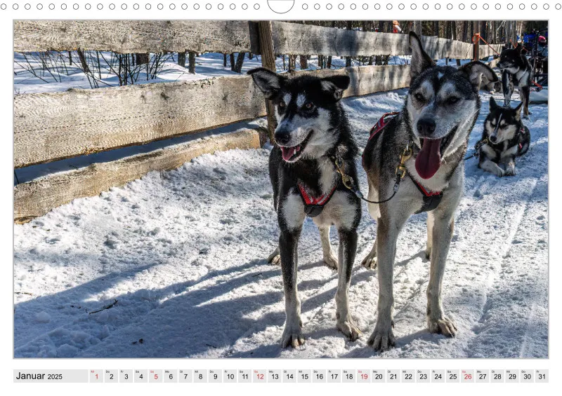 Huskies - Unterwegs mit dem Hundeschlitten.