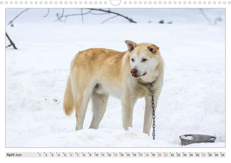 Huskies - Unterwegs mit dem Hundeschlitten.